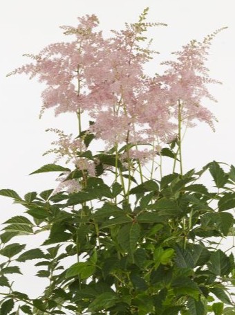 278974 Astilbe ‘Fireworks Pink’_ k
