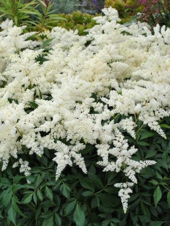 Fireworks White