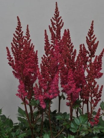 Lowlands Ruby Red