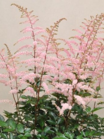 Peretty in Pink